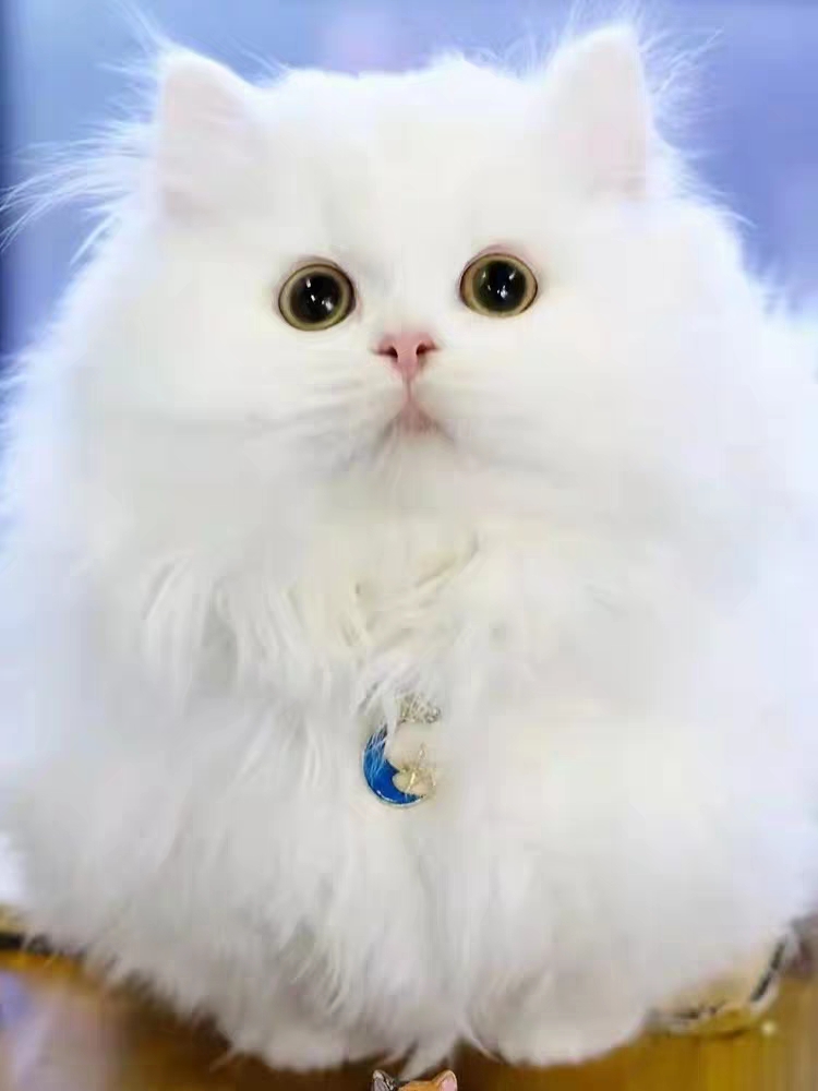 猫舍直销,批发价出售,长毛英短
